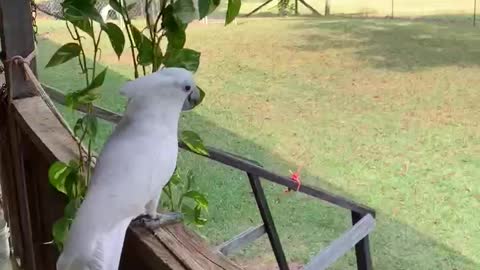Cockatoo accepts promise of peach cobbler to come inside
