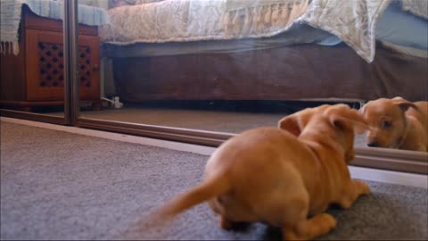 This dog enjoy watching to play himself in a mirror