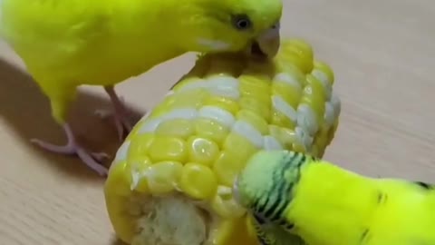 Love bird eats corn in the morning 4