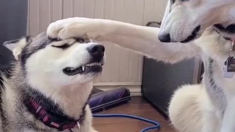 The dog won't hate you because you keep him out of the room for ten minutes or two hours