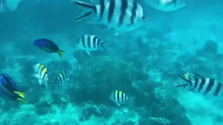 Diving in Zanzibar