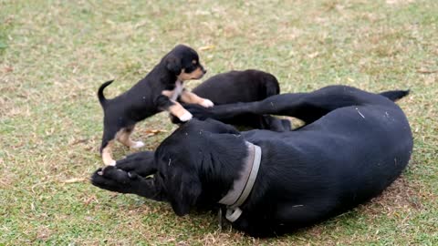 A Dog's Life With Her Sons very nice movement