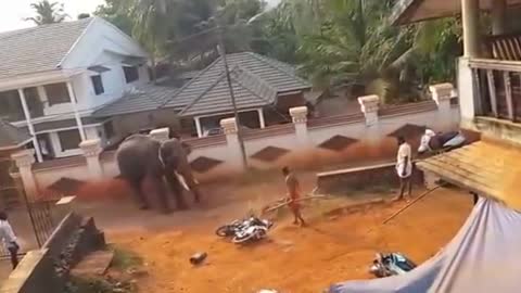 Elephant attack in kerala live 2016 [SiGator]
