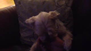 Brown dog on sofa getting pet