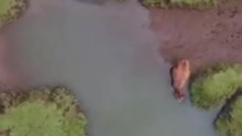 Aerial view of a muddy road with a puddle and a cow