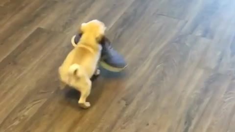 Newborn puppy picks up shoe - adorably struggles to carry it