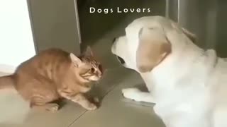 Cat with A Dog in The Face