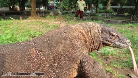 Most DANGEROUS ANIMALS kept as PETS.