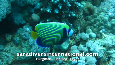 Diving in Red Sea