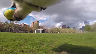 GoPro montada sobre un husky capta un día en el parque