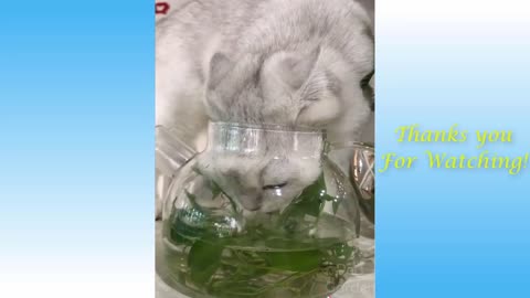 Funny animal videos playlist Funny animal videos for kids to laugh Animaly