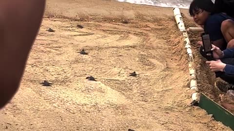 New born baby turtles released in the ocean by the people