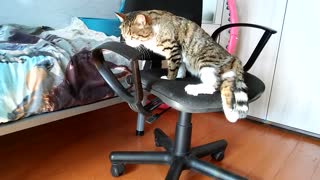 Handicapped cat shows just how strong he is