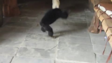 Gibbon VS Cat