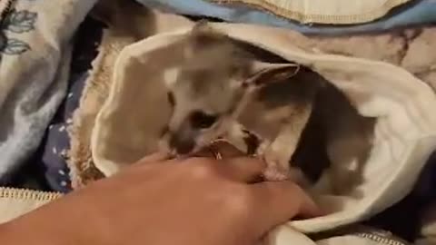 Delilah The Baby Brushtail