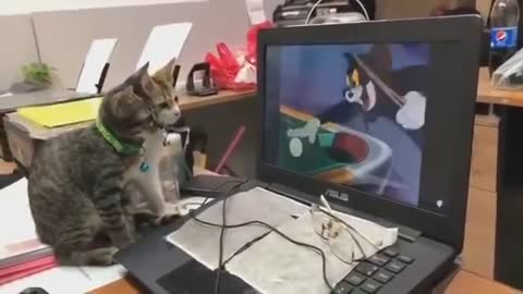 Two Cats Watching Tom & Jerry