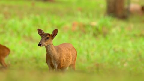 4K VIDEO (ULTRAHD) INDIAN WILDLIFE WITH BREATHTAKING VISUALS - 6of8