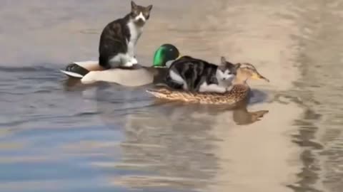 Cats sailing on ducks 🙀| Funniest animals videos 😁 | Cute funny video Part 29