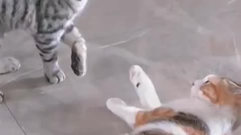 NINJA CATS! There's absolutely NOTHING MORE FUNNY! - Impossible TRY NOT TO LAUGH compilation