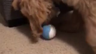 Fluffy tan dog picks up two blue toy balls on the ground