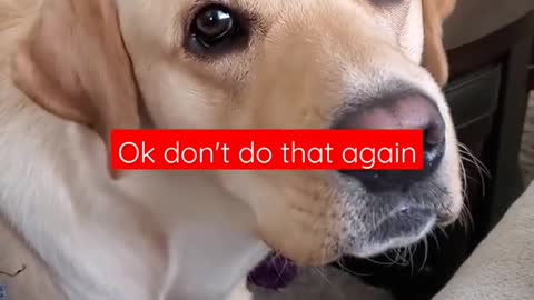 Dog Hates it When Disturbed During Sleeping #Shorts | Funny Dog Video