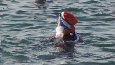 Wild Water Christmas swimmers Plymouth Hoe 25th 12th 2014