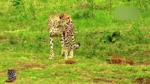 Leopard wild animal attack