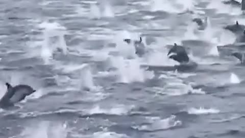 A school of dolphins are swimming and dancing beautifully