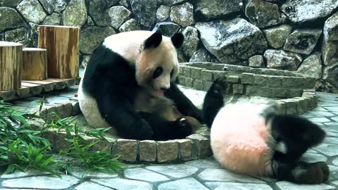 Moment Superstar Panda Baby Kaedehama Breastfeeds In Japanese Zoo