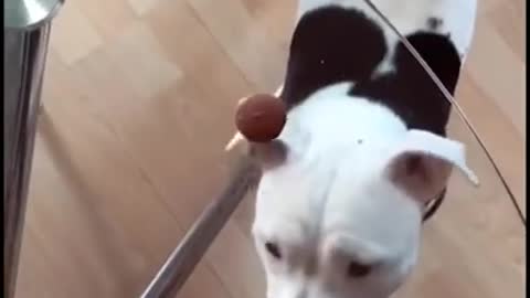 Dog is confused funny moment