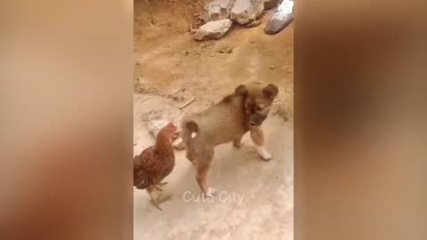 Funny animal Video