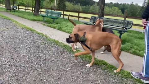 A German Shepherd Attacks A Pitbull