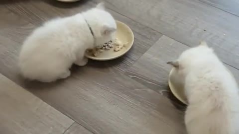 Group meal for cats