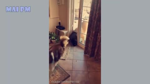 Funny and cute dog moment