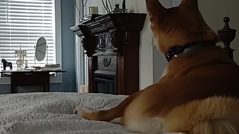 Jasper The Shiba Inu - Watching Home Videos On TV
