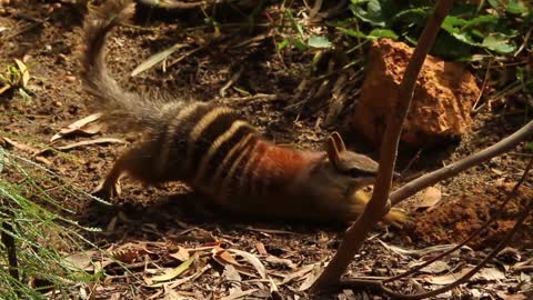 Numbat Shows Its Long Tongue