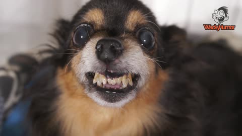 Gawky Pup Puts On Best Smile For Camera