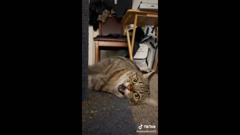 Cats Are Crazy 😹Funny And Cute Cat Videos 2021