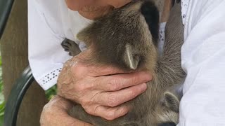 Rescued Baby Raccoons Feel So Safe They Purr
