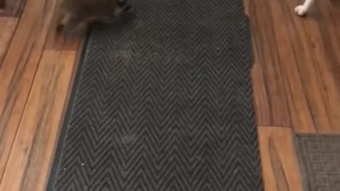 squirrel tug of war with dog