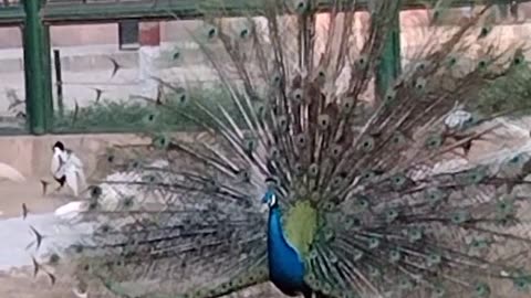 Peacock dance amazing view