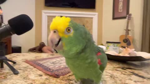 Jesse’s Girl - singing parrot - Tico & the Man Frank Maglio