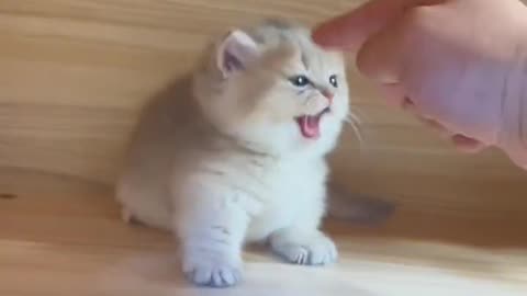 ME AND MY KITTY FIGHTING VIDEOS