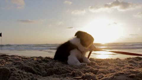 Dog play with a sand