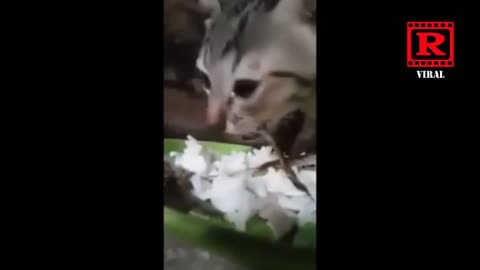 the CAT CRIED because it was hungry