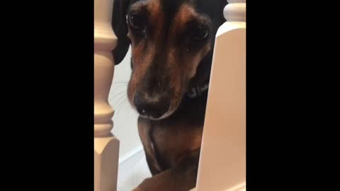 Cuddly Sausage Dog Finds a Cute way to get attention!