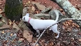 Dog trying to catch chipmunk