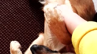 Brown dog shaking leg when being pet