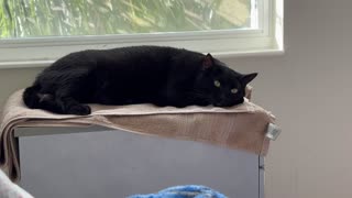 Adopting a Cat from a Shelter Vlog - Cute Precious Piper is a Window Security Guard