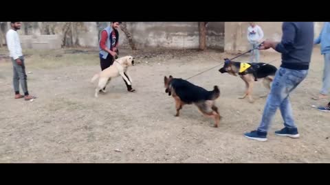 German Shepherd puppies Barking Vs Labrador BARKING | Laddu Pe Attack Krdiya